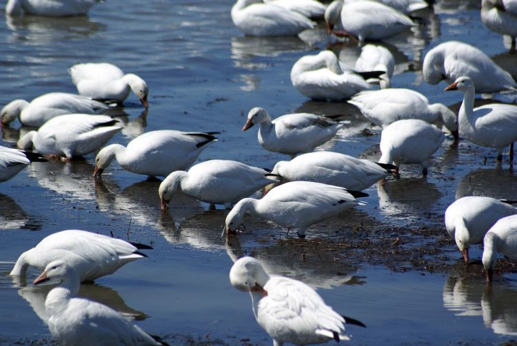 Wallpapers Animals Birds - Geese LA GRANDE BOUFFE