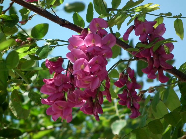 Fonds d'cran Nature Fleurs Acacia 