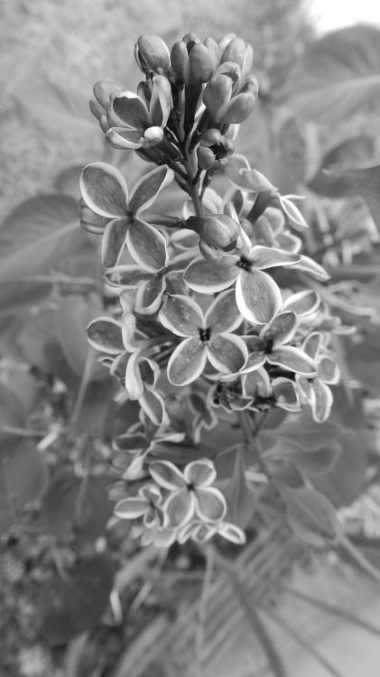 Fonds d'cran Nature Fleurs fleur