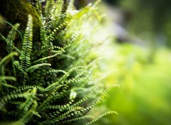  Nature Fern wall