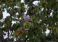  Animaux les cerises j adore