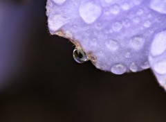  Nature Fleur plus goutes d'eau