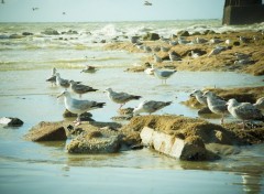  Animaux Les Mouettes de Calais