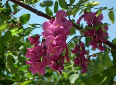  Nature Acacia 