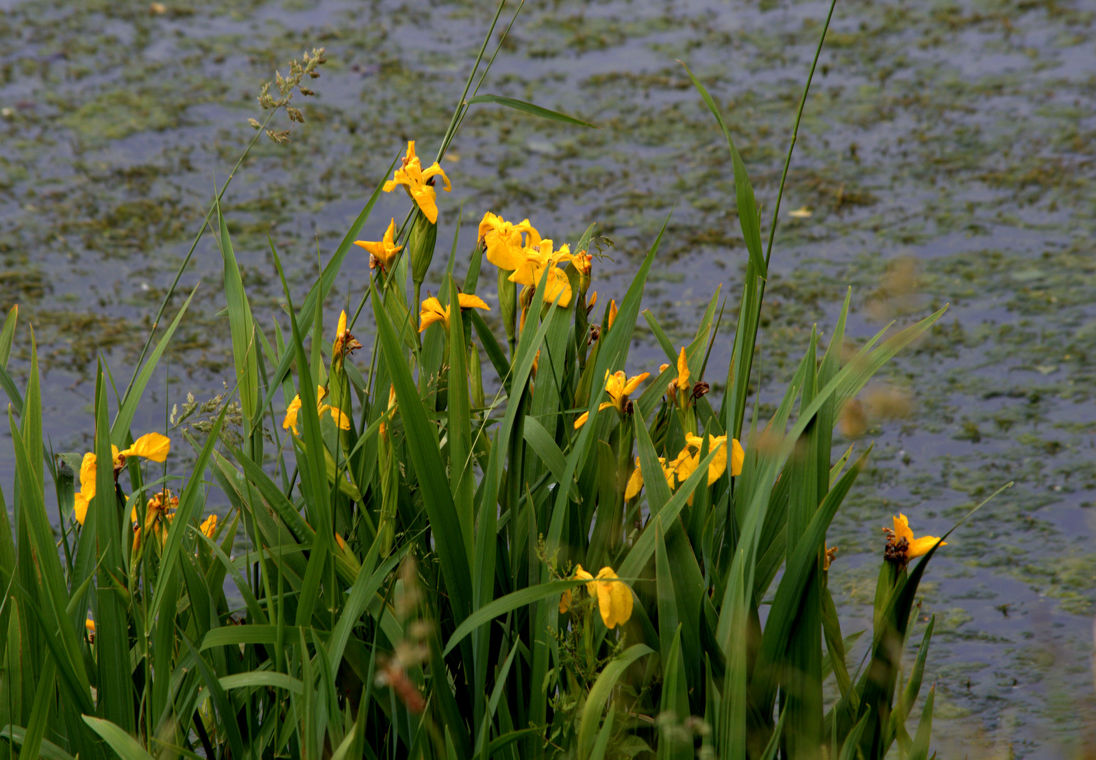 Fonds d'cran Nature Fleurs AUTOUR DU LAC JUIN 2013-CHEZ EVELYNE ET JEAN LUC