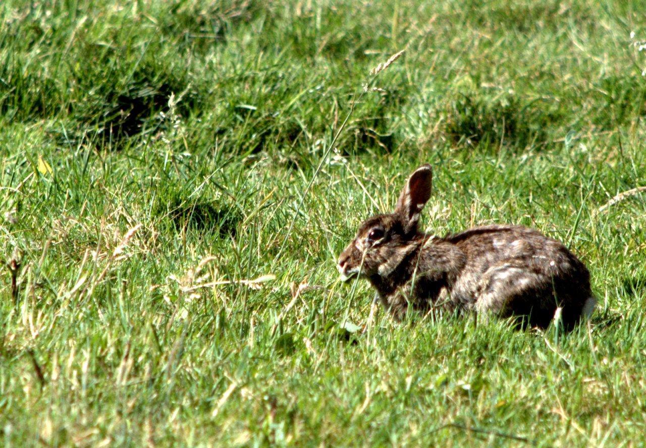 Fonds d'cran Animaux Lapins - Livres LAPINS DE SAISON -LAC JUIN 2013