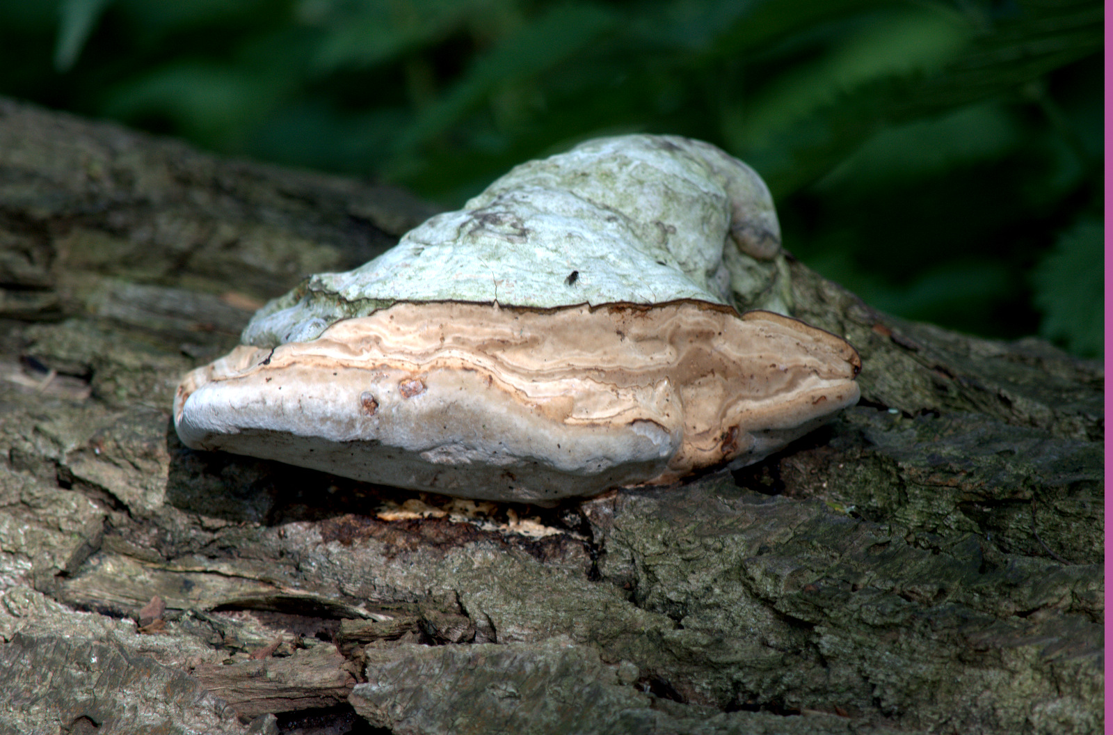 Wallpapers Nature Mushrooms AH LES CHAMPIGNONS-LAC JUIN 2013