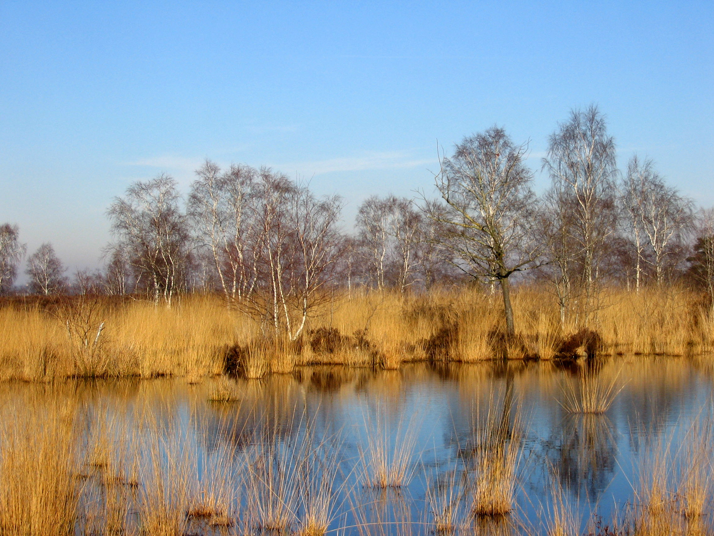 Wallpapers Nature Swamps Mares en fort de Fontainebleau