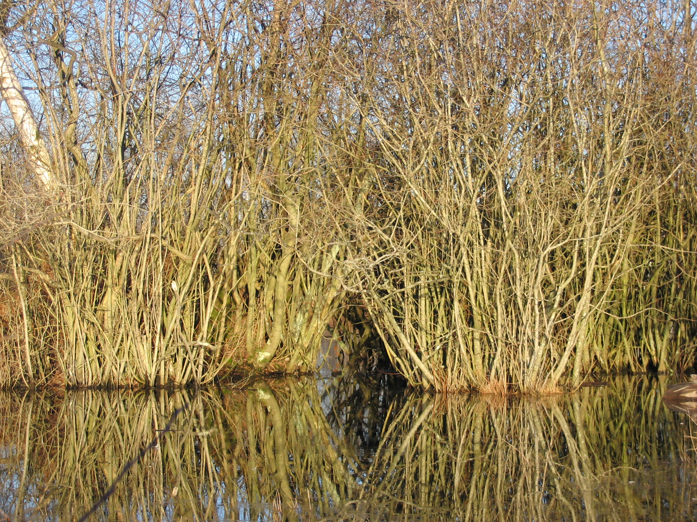 Fonds d'cran Nature Marais Mares en fort de Fontainebleau