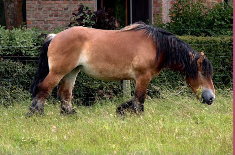 Fonds d'cran Animaux Chevaux TRAIT DU NORD- LAC JUIN 2013