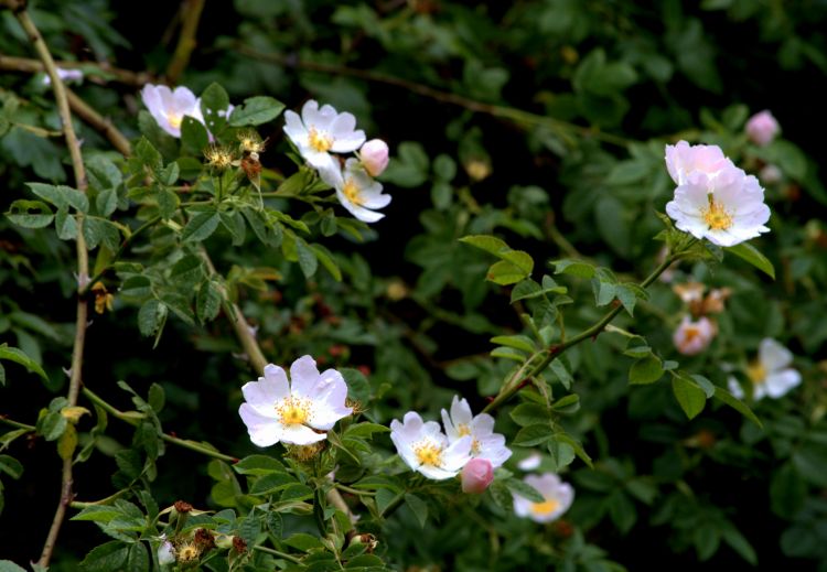 Fonds d'cran Nature Fleurs AUTOUR DU LAC JUIN 2013-CHEZ EVELYNE ET JEAN LUC