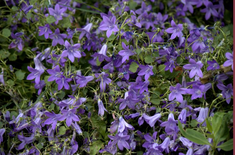 Fonds d'cran Nature Fleurs AUTOUR DU LAC JUIN 2013-CHEZ EVELYNE ET JEAN LUC