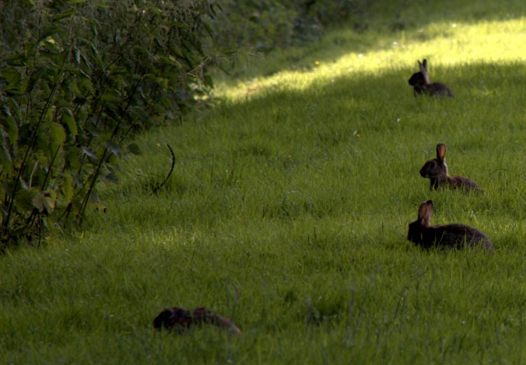 Wallpapers Animals Rabbits LAPINS DE SAISON -LAC JUIN 2013