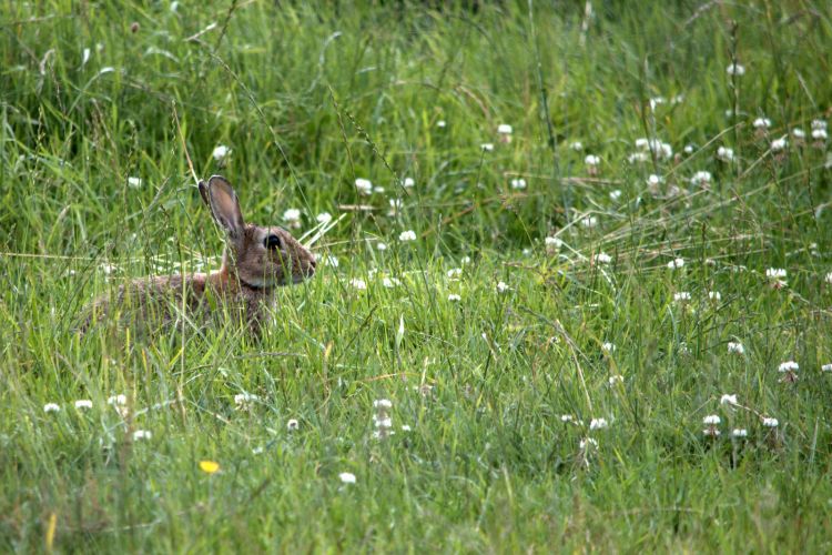 Wallpapers Animals Rabbits LAPINS DE SAISON -LAC JUIN 2013