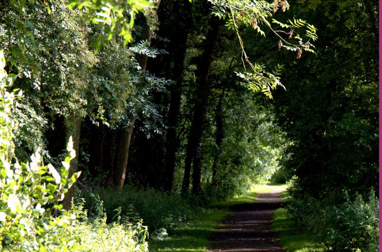 Wallpapers Nature Trees - Forests AUTOUR DU LAC JUIN 2013