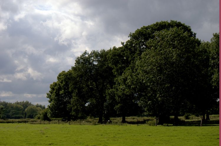 Fonds d'cran Nature Arbres - Forts AUTOUR DU LAC JUIN 2013