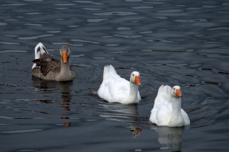 Wallpapers Animals Birds - Geese TOUR DE LAC-JUUIN 2013