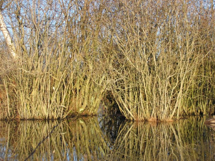 Fonds d'cran Nature Marais Mares en fort de Fontainebleau