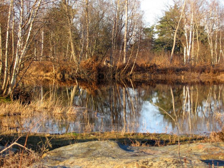 Fonds d'cran Nature Marais Mares en fort de Fontainebleau