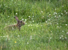  Animals LAPINS DE SAISON -LAC JUIN 2013