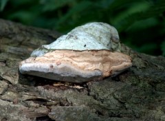  Nature AH LES CHAMPIGNONS-LAC JUIN 2013