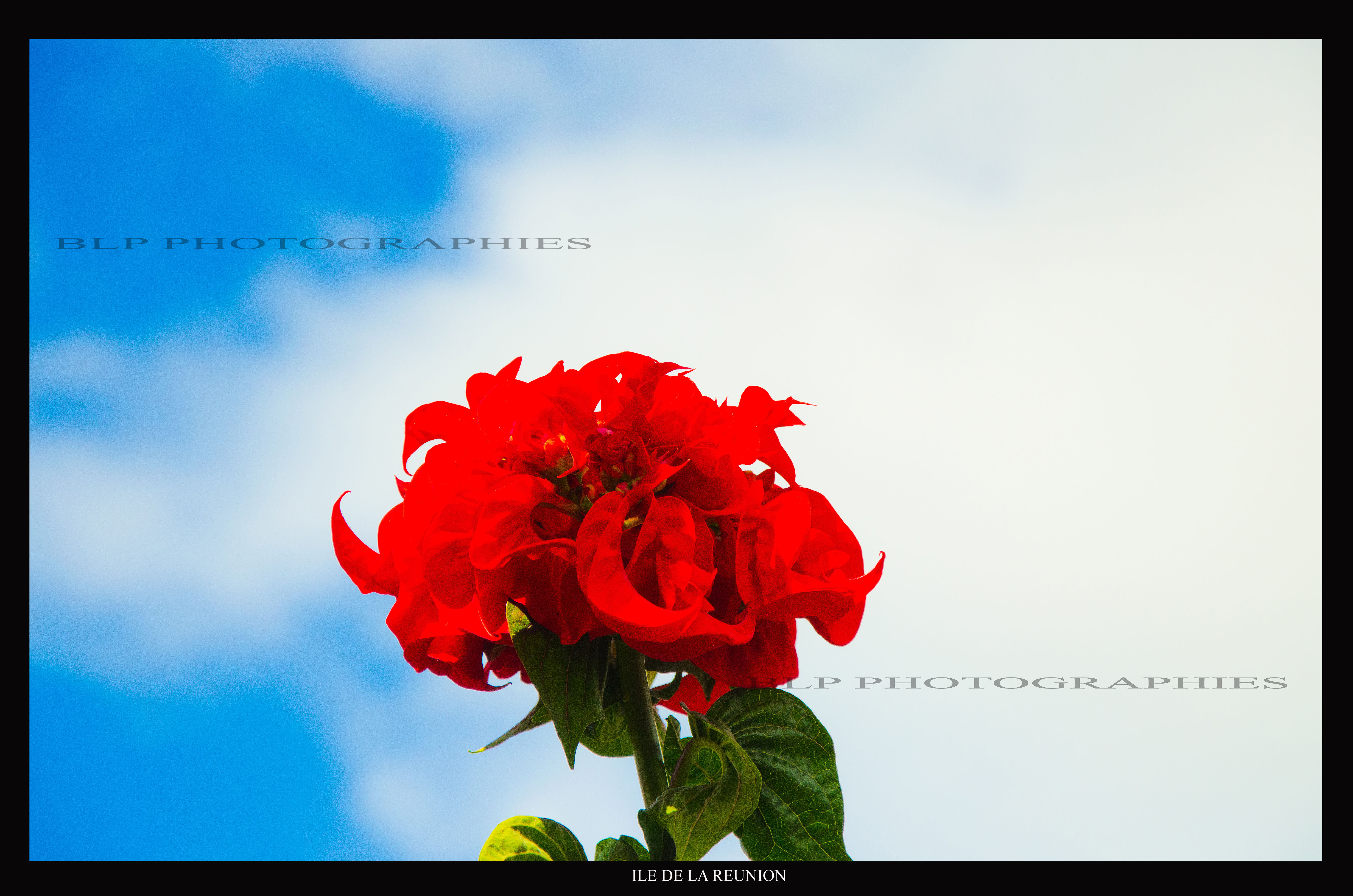 Fonds d'cran Nature Fleurs Fleur de Salazie