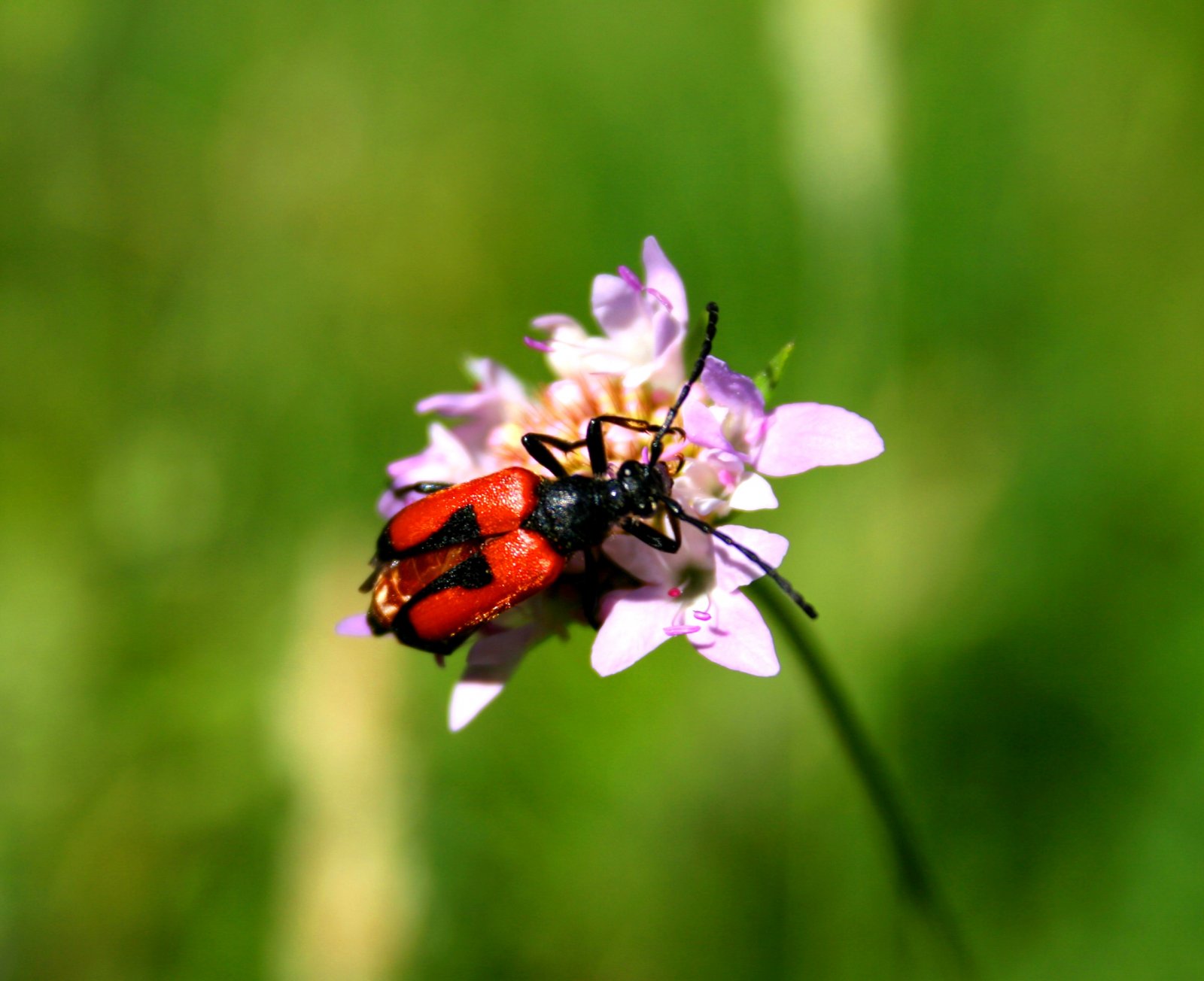 Fonds d'cran Animaux Insectes - Divers 1ere macro tang 