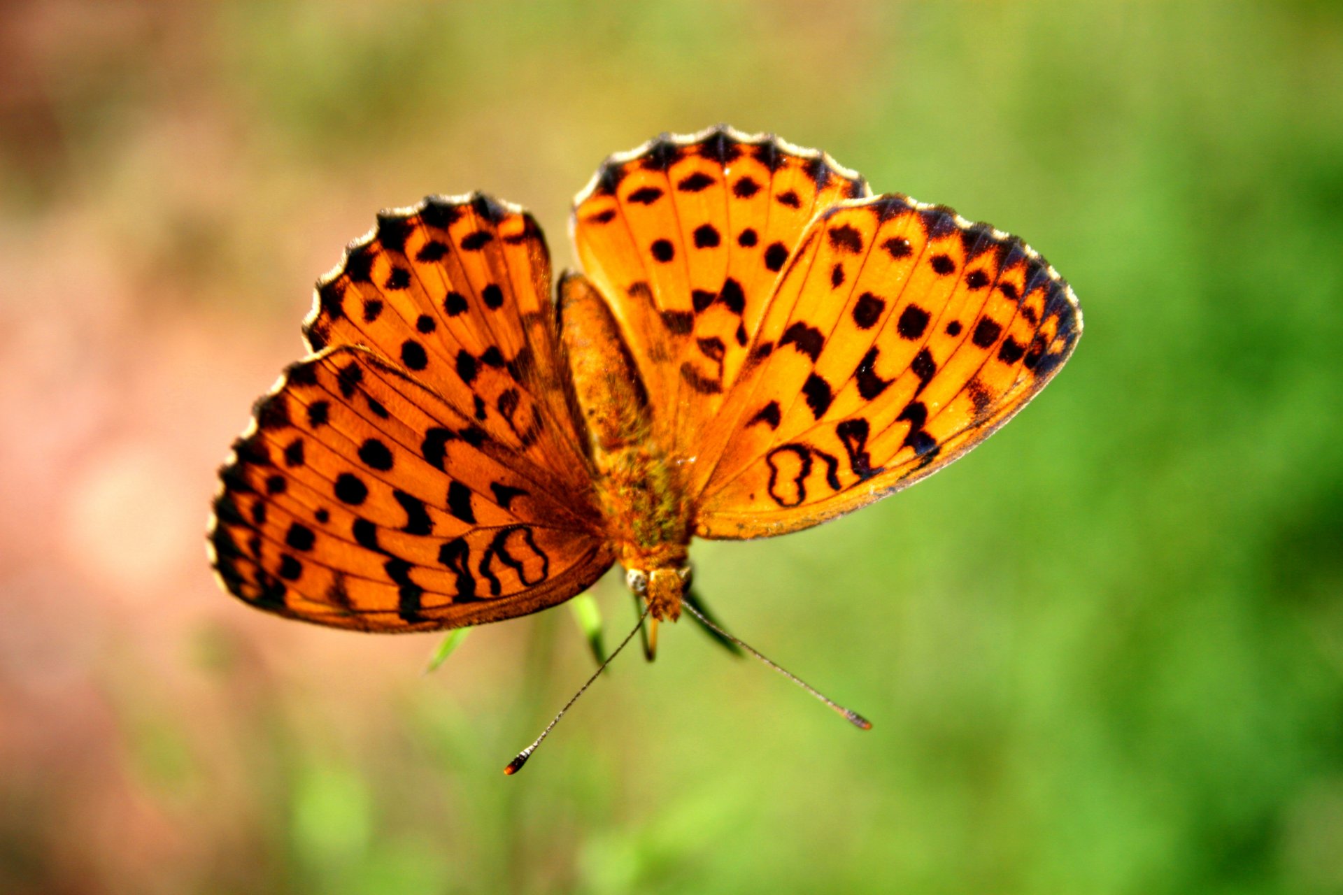 Wallpapers Animals Insects - Butterflies 1ere macro tang 