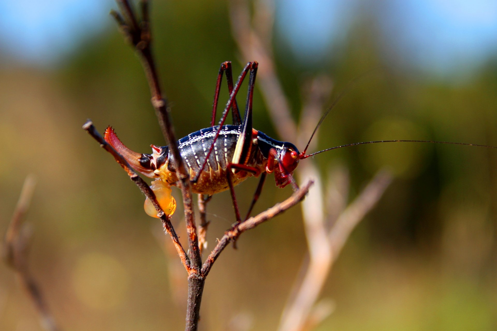 Fonds d'cran Animaux Insectes - Cigales 1ere macro tang 