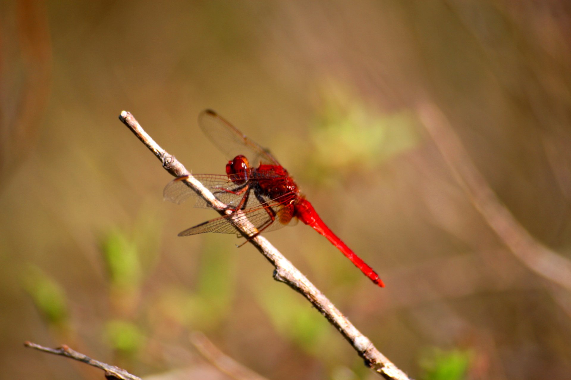 Wallpapers Animals Insects - Dragonflies 1ere macro tang 