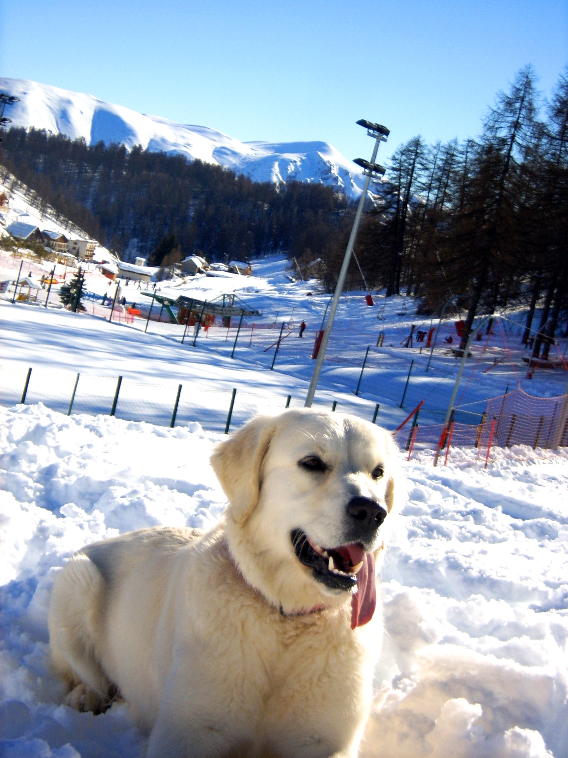 Fonds d'cran Animaux Chiens animaux famille