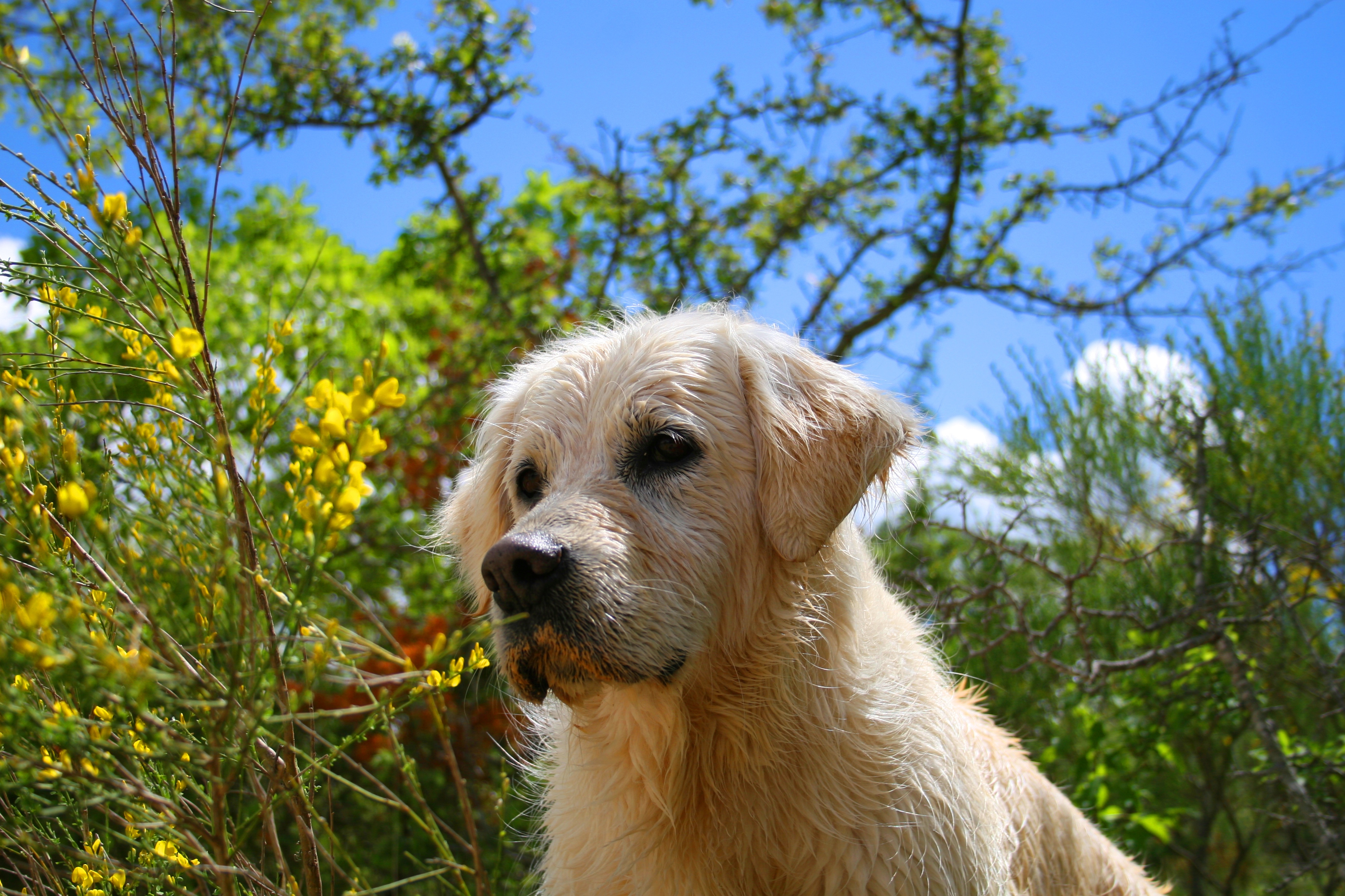 Wallpapers Animals Dogs animaux famille