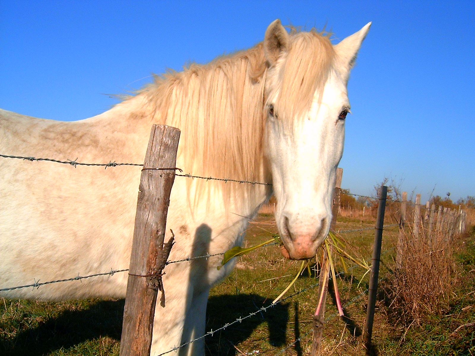 Fonds d'cran Animaux Chevaux camargue