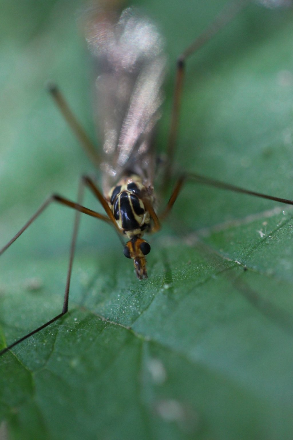 Fonds d'cran Animaux Insectes - Divers insecte