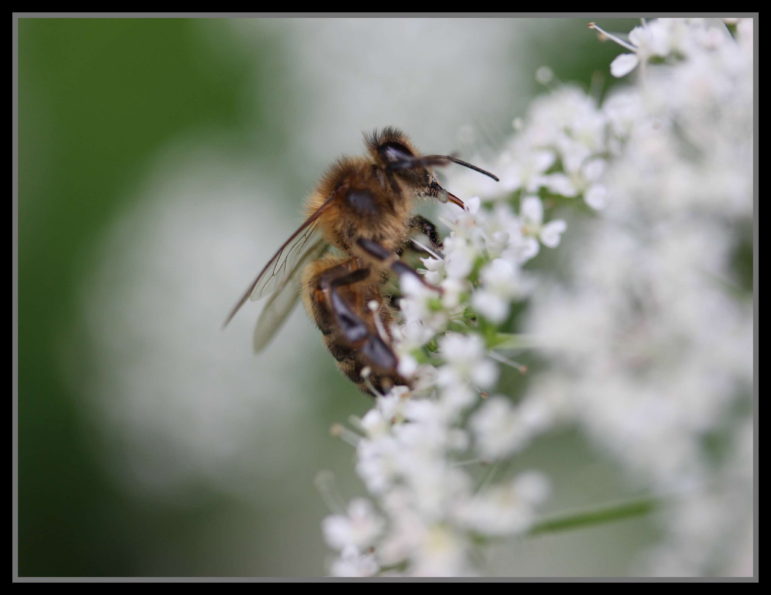 Fonds d'cran Animaux Insectes - Abeilles Gupes ... bzzzzbzzzbzzz