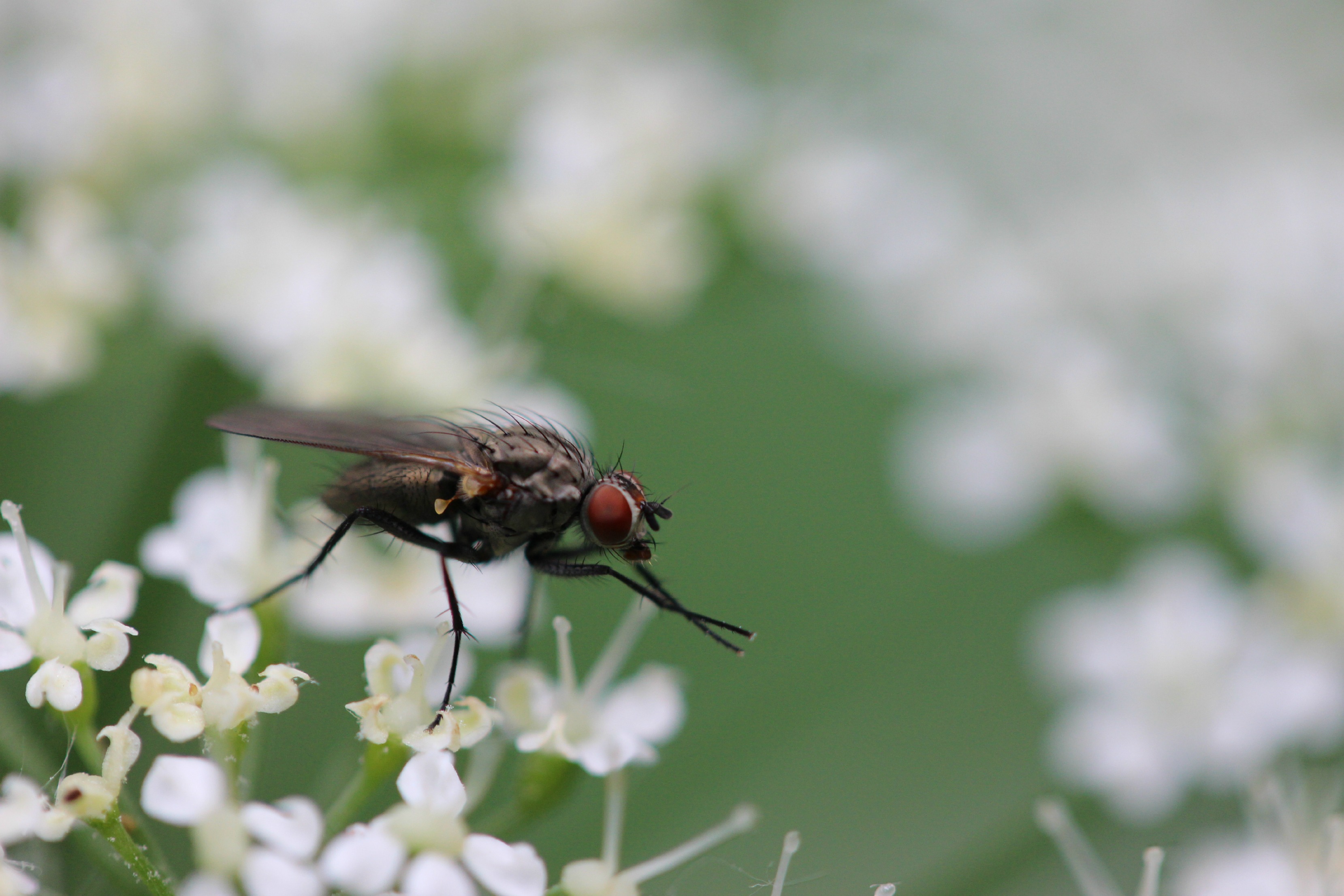 Wallpapers Animals Insects - Flies mouche