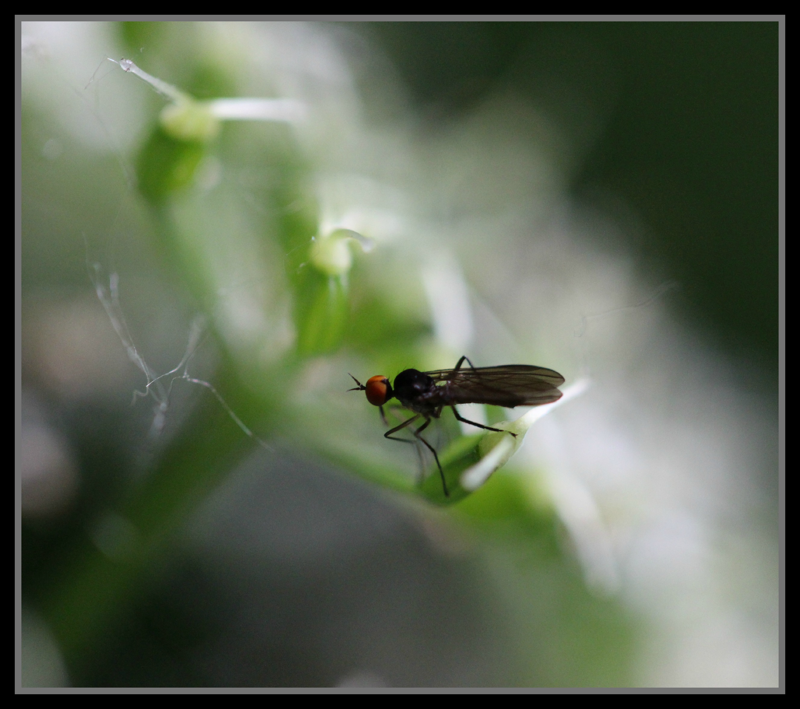 Fonds d'cran Animaux Insectes - Divers 