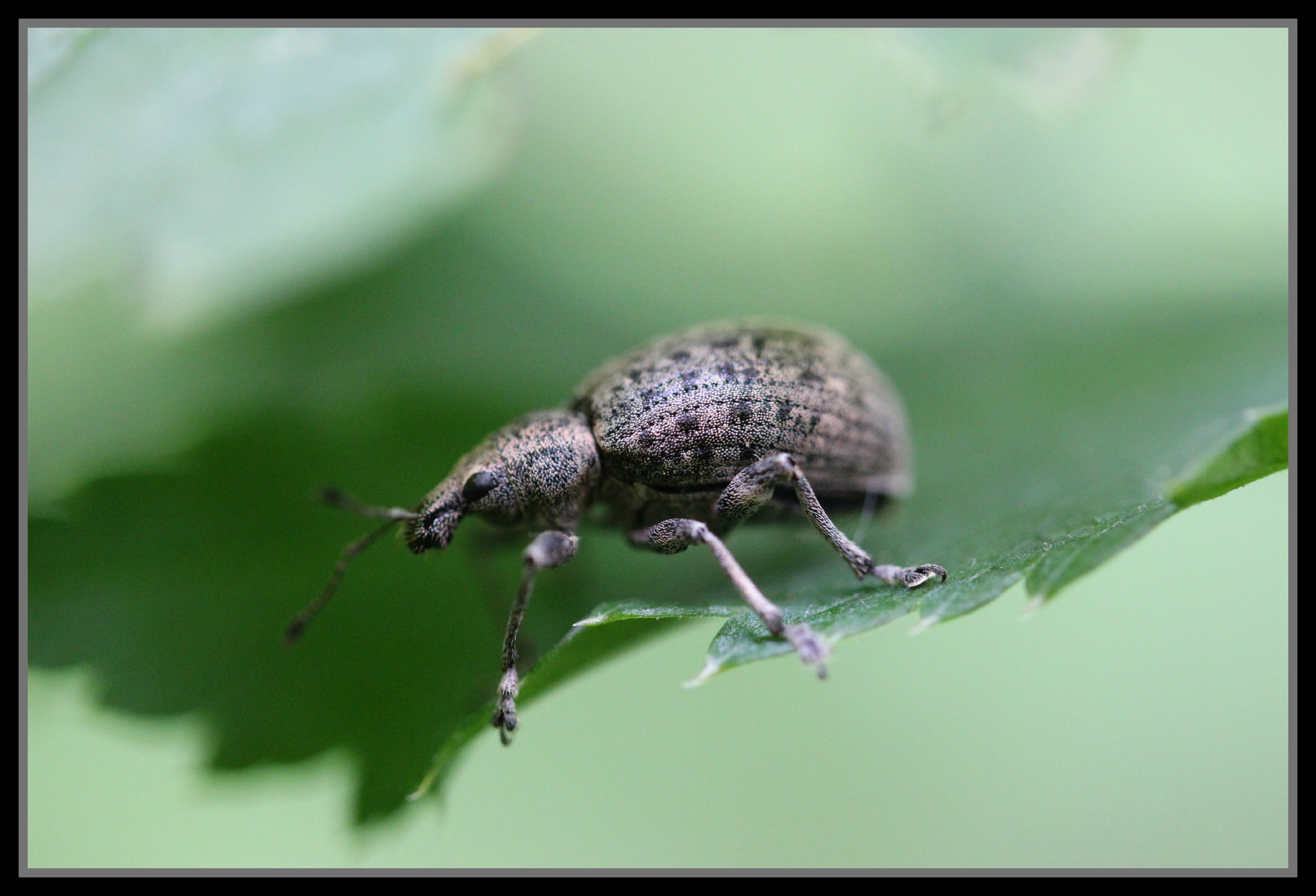 Fonds d'cran Animaux Insectes - Divers c'est quoi?