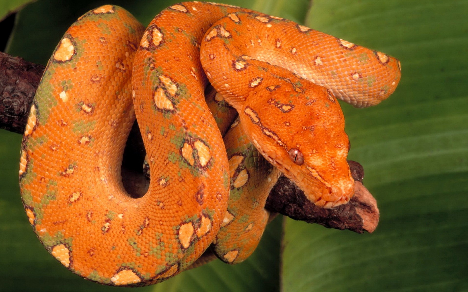 Wallpapers Animals Snakes 