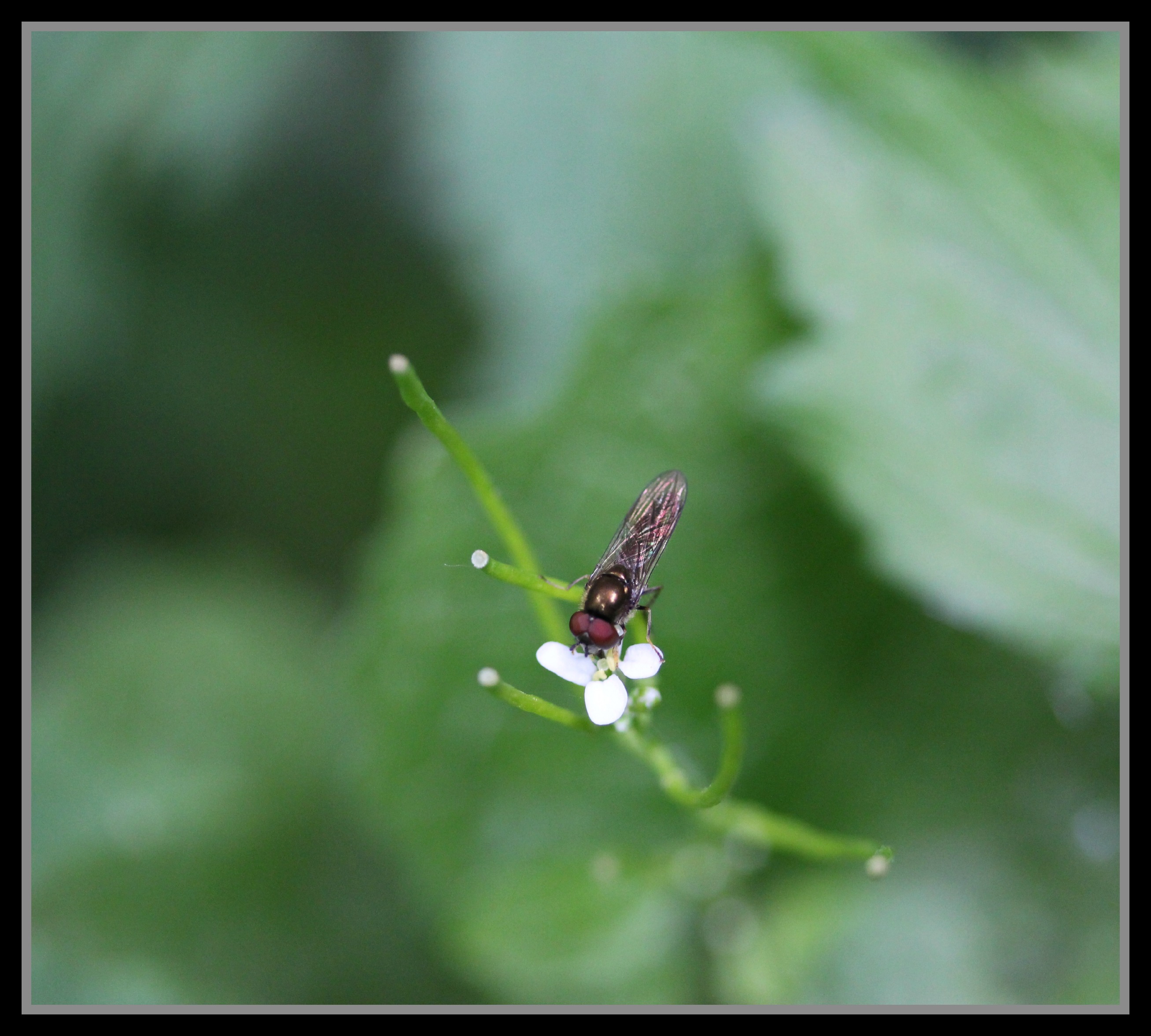 Fonds d'cran Animaux Insectes - Divers Insecte sur fleur.