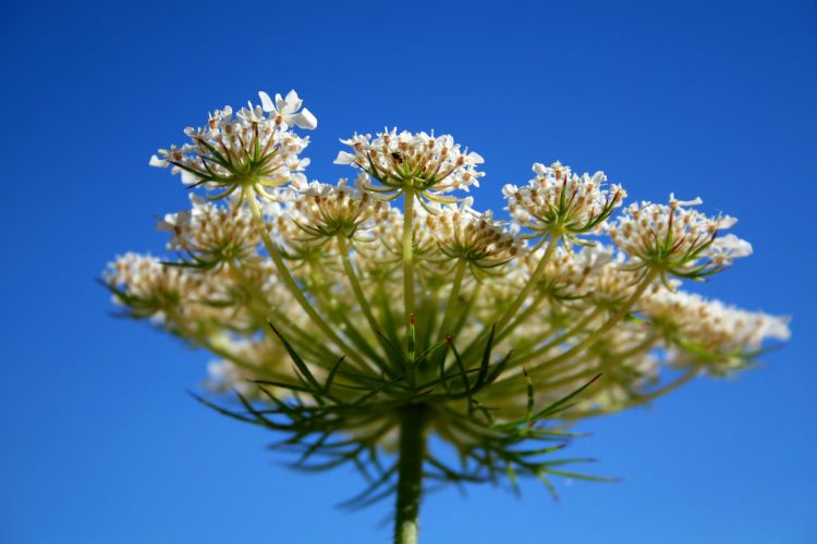 Fonds d'cran Nature Fleurs 1ere macro tang 