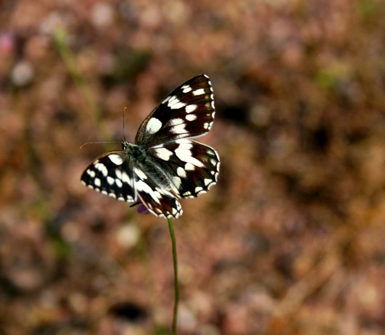 Wallpapers Animals Insects - Butterflies 1ere macro tang 