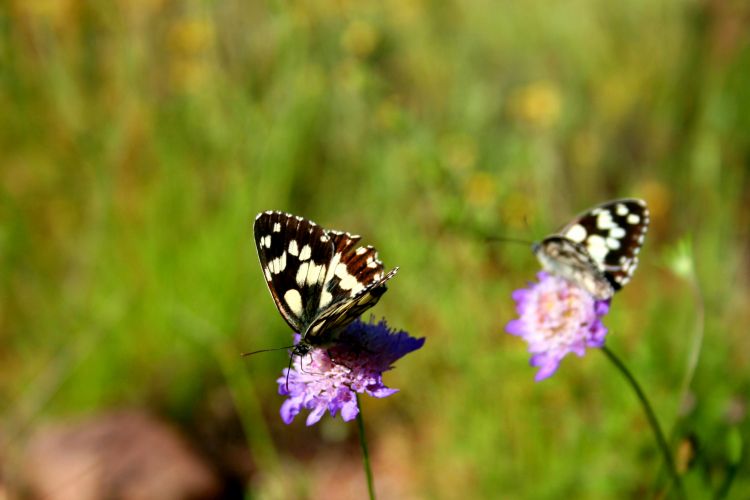 Wallpapers Animals Insects - Butterflies 1ere macro tang 