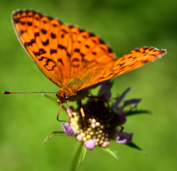 Fonds d'cran Animaux Insectes - Papillons 1ere macro tang 