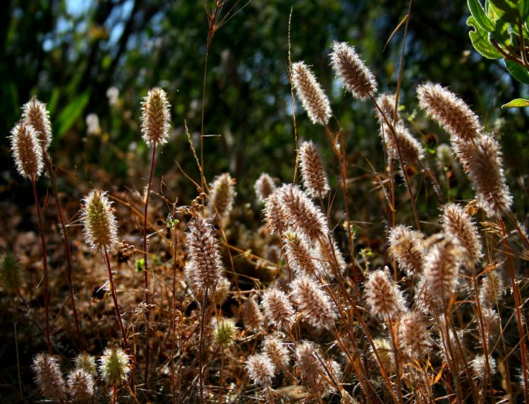 Wallpapers Nature Herbs 1ere macro tang 