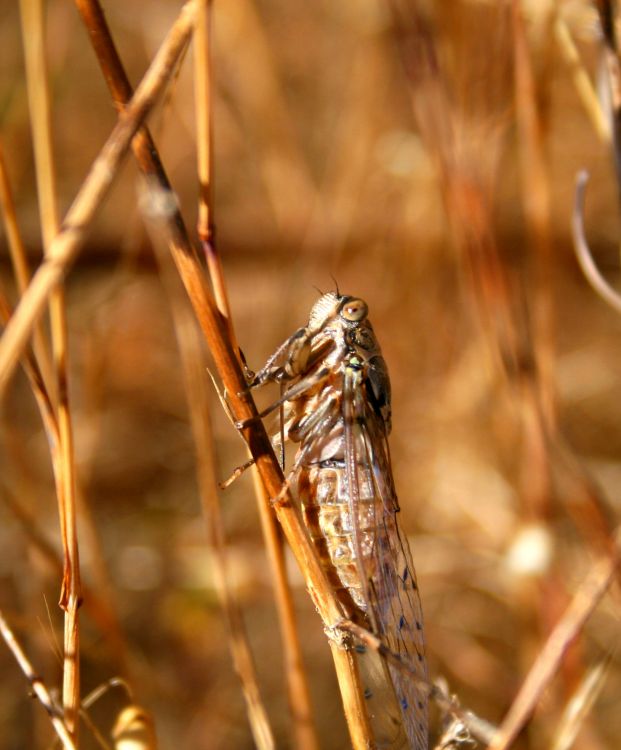 Fonds d'cran Animaux Insectes - Cigales 1ere macro tang 