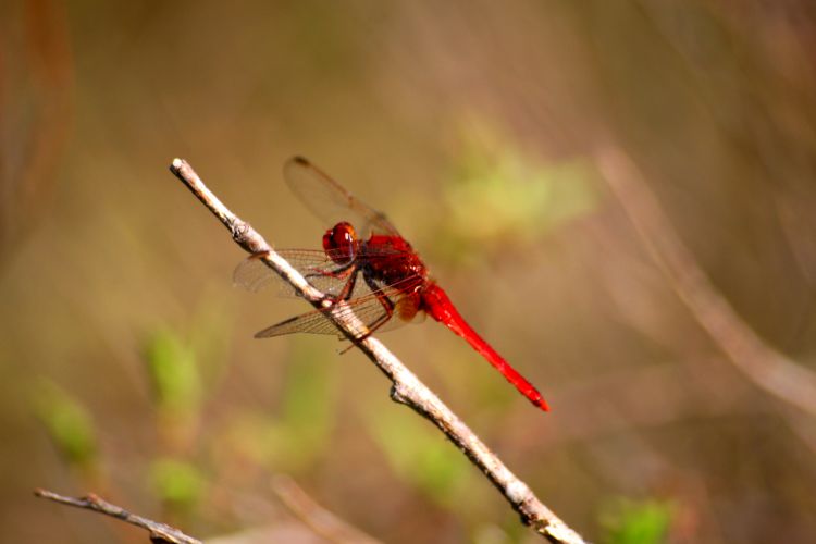 Fonds d'cran Animaux Insectes - Libellules 1ere macro tang 