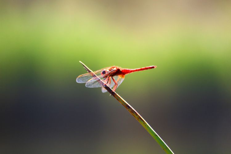 Fonds d'cran Animaux Insectes - Libellules 1ere macro tang 