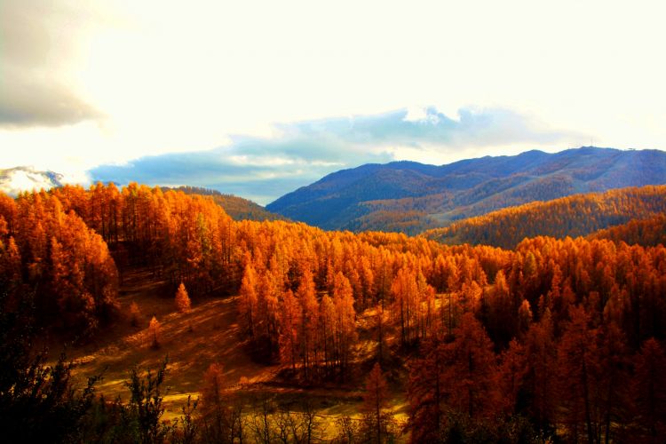 Fonds d'cran Nature Arbres - Forts PAYSAGE PROVENCE