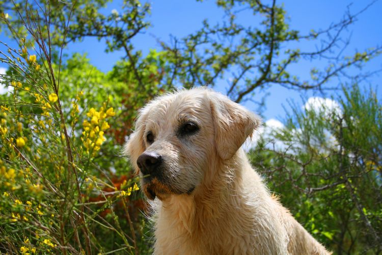 Fonds d'cran Animaux Chiens animaux famille